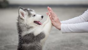 Cutest baby dogs