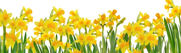 Daffodil Fact