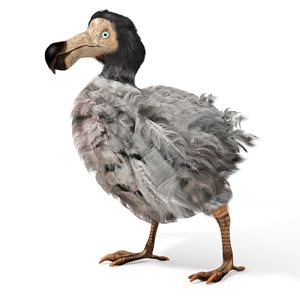 Dodo Bird