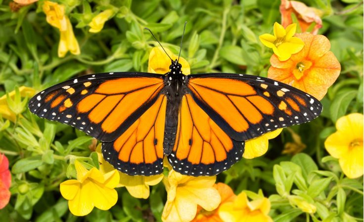 Male monarch butteflies