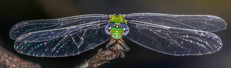 Dragonfly Facts
