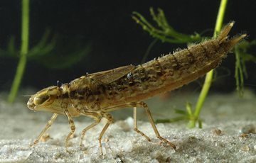 Dragonfly Nymph underwater in pond envirnment