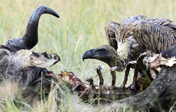 Vulture Food
