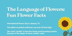 Creative Flower Infographic