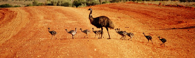Emu Facts
