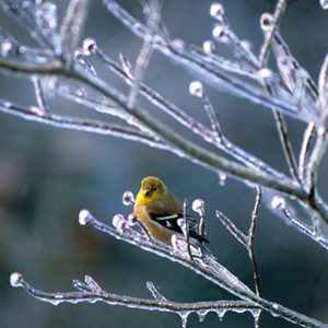 Ice Storm