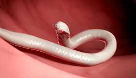 Human Parasite Fact