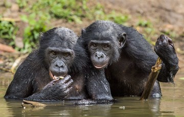 Dwarf Chimpanzee Fact
