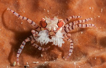 Boxer Crab Facts