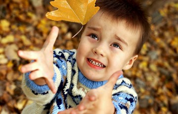 Fall Leaves Fact