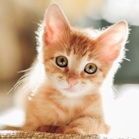 Cat Facts