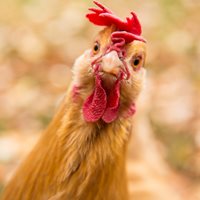 Random Chicken Fact