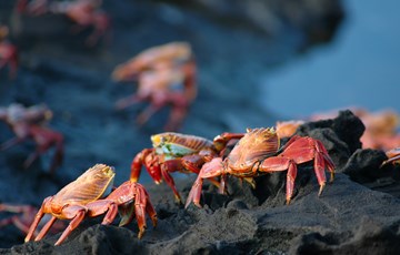 Crab Group Facts