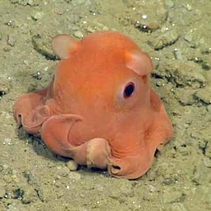 Opistoteuthis Adorabilis Fact