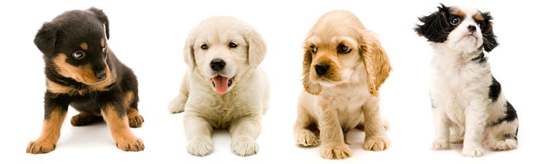 Cutest Puppies Facts