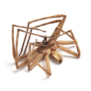 Dead Spider Fact