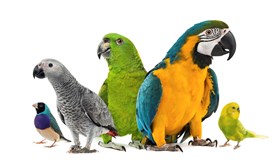 Bird Facts