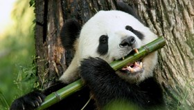 Panda Facts