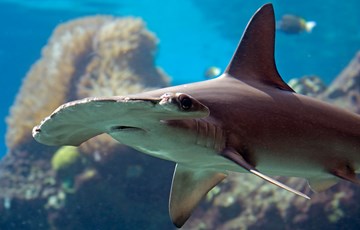 Hammerhead Shark Fact