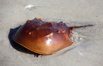 Horseshoe Crab Facts
