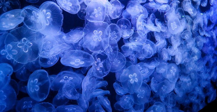 Jellyfish Bloom Facts