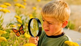 Milkweed Butterfly Fact