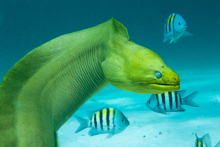 Moray Eel Fact