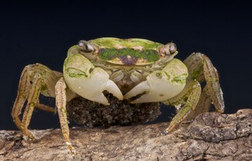 Crab Eggs Facts