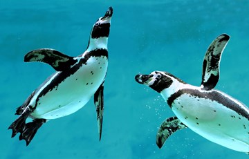 Swimming Penguin Facts