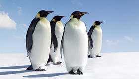 Fun Penguin Facts