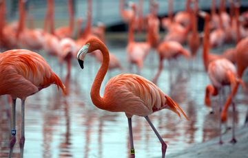 Pink Flamingo Facts
