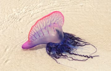 Man-of-War Facts