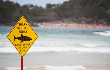 Shark Attack Fact