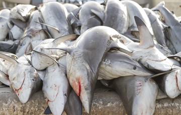 Shark Death Facts