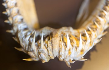 Shark Teeth Fact