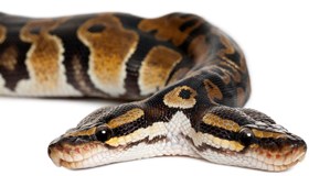 Snake Facts
