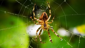 Spider Facts