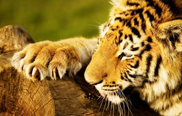 Tiger Claw Fact
