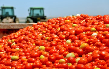 Tomato Facts