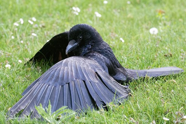 Anting Crow Fact