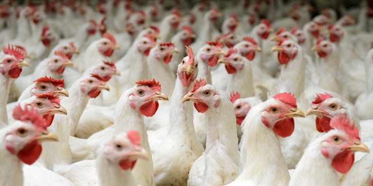 Chicken Industry Facts