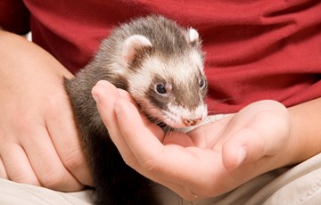 Interesting Facts about Ferrets
