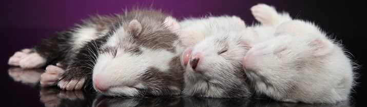 Ferret Sleeping Fact