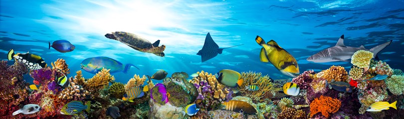Fish Facts