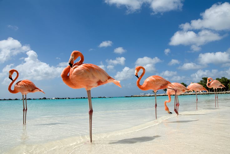Flamingo National Bird