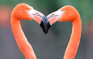 Flamingo Fact