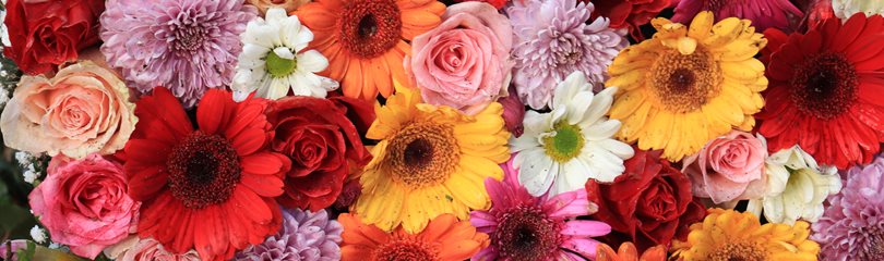Flower Facts