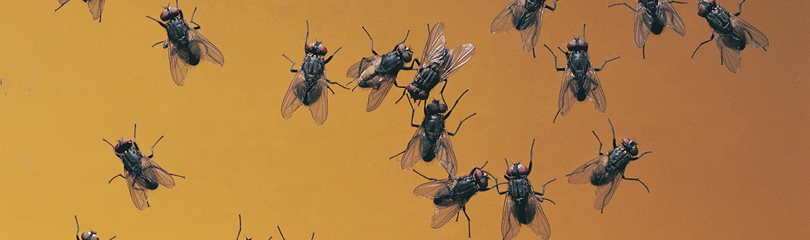 Fly Facts