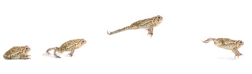 Frog Facts