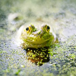 Frog Eyes
